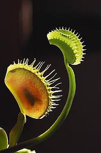 TopRq.com search results: carnivorous plant consuming insects