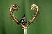 Fauna & Flora: carnivorous plant consuming insects