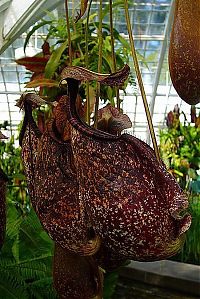 TopRq.com search results: carnivorous plant consuming insects