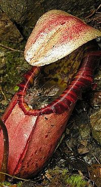 Fauna & Flora: carnivorous plant consuming insects