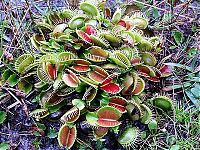 TopRq.com search results: carnivorous plant consuming insects