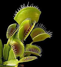 Fauna & Flora: carnivorous plant consuming insects