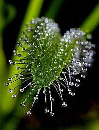 Fauna & Flora: carnivorous plant consuming insects