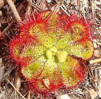 Fauna & Flora: carnivorous plant consuming insects