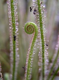 Fauna & Flora: carnivorous plant consuming insects