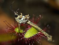 Fauna & Flora: carnivorous plant consuming insects