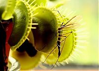 Fauna & Flora: carnivorous plant consuming insects