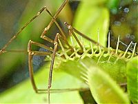 Fauna & Flora: carnivorous plant consuming insects