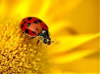 Fauna & Flora: animal macro photography