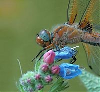 Fauna & Flora: animal macro photography