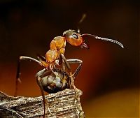 Fauna & Flora: animal macro photography