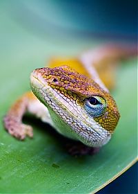 Fauna & Flora: animal macro photography
