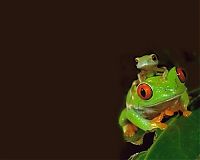 Fauna & Flora: animal macro photography