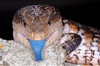 TopRq.com search results: animal macro photography