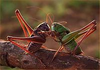 Fauna & Flora: animal macro photography