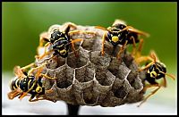 Fauna & Flora: animal macro photography