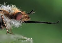 TopRq.com search results: animal macro photography