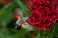 Fauna & Flora: animal macro photography