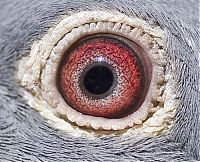 Fauna & Flora: animal macro photography