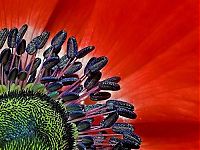 Fauna & Flora: animal macro photography