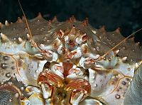 Fauna & Flora: animal macro photography