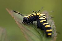 Fauna & Flora: animal macro photography