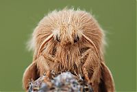 Fauna & Flora: animal macro photography