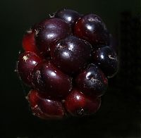 TopRq.com search results: animal macro photography