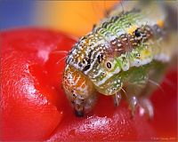 TopRq.com search results: animal macro photography
