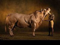 TopRq.com search results: huge belgian cows