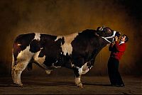 TopRq.com search results: huge belgian cows