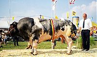 TopRq.com search results: huge belgian cows