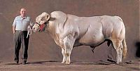 TopRq.com search results: huge belgian cows