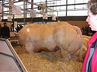TopRq.com search results: huge belgian cows