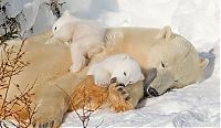 Fauna & Flora: small bears