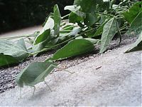 TopRq.com search results: Insect leaf camouflage