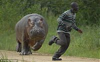 TopRq.com search results: hippopotamus attack