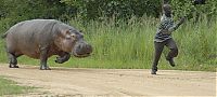 TopRq.com search results: hippopotamus attack