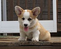 TopRq.com search results: Pembroke Welch Corgi