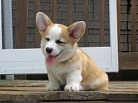 Fauna & Flora: Pembroke Welch Corgi