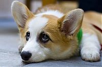 Fauna & Flora: Pembroke Welch Corgi