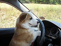 Fauna & Flora: Pembroke Welch Corgi