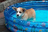 Fauna & Flora: Pembroke Welch Corgi