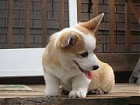 TopRq.com search results: Pembroke Welch Corgi