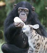 TopRq.com search results: monkey as a mother of a small puma