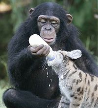 Fauna & Flora: monkey as a mother of a small puma