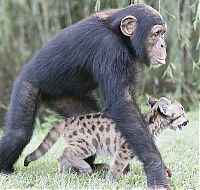 TopRq.com search results: monkey as a mother of a small puma