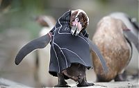 Fauna & Flora: penguin in a diving suit