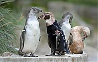 Fauna & Flora: penguin in a diving suit