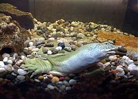 Fauna & Flora: Turtle, Pelodiscus Sinensis